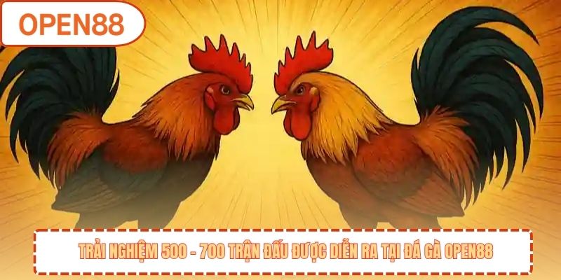 Trải nghiệm 500 - 700 trận đấu được diễn ra tại đá gà OPEN88
